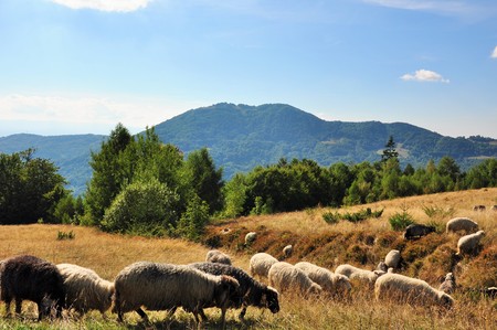 Sheep grazing in the mountainsの写真素材