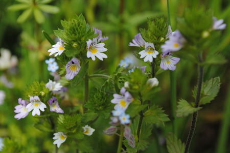 somewhere in the woodsの写真素材