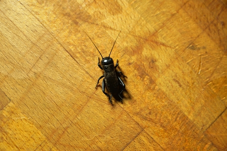 Image of Black Grasshopperの写真素材