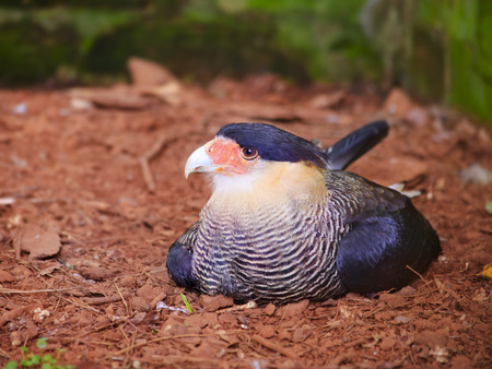 Southern Caracara, A bird of prey called carancho, Rests on the ground.の写真素材