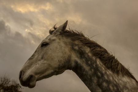 the head of a horse against the skyの写真素材