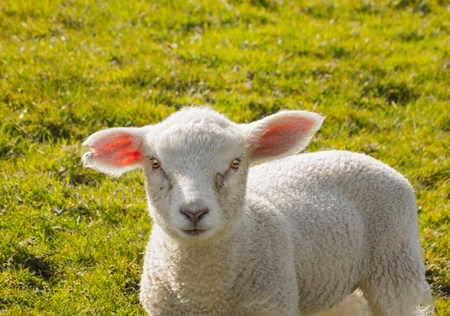 A young cute baby lamb in hot Spring sunshine.