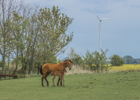 Wild horse with a foal on a green meadowの写真素材