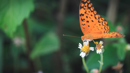 josh Pittaya;の写真素材