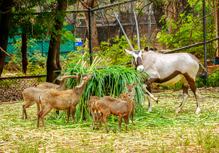Deer have long horn eating grass  in zooの写真素材