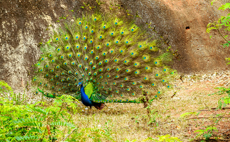 Peacock bird in zooの写真素材