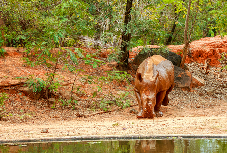 Rhinoceros walking in zooの写真素材