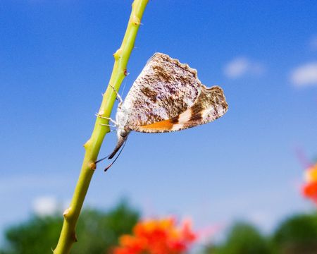 hanging butterflyの写真素材