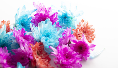 Beautiful chrysanthemum flower close-up on white backgroundの写真素材