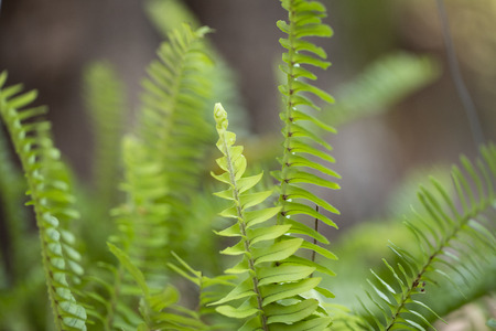 green leafs on the sunshine in the little garden