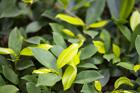 green leafs on the sunshine in the little gardenの写真素材