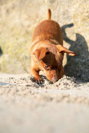 small brown pinscher dog making hole in the sand on the beachの写真素材