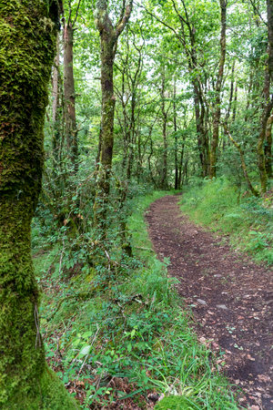 Footpath in a green forest of native trees in Galicia. nature conceptの写真素材