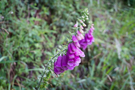 Digitalis purpurea flower or violet estalote. plants and natureの写真素材