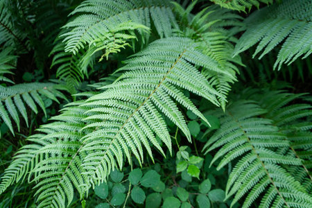 closeup photo of some green ferns. Concept plants and natureの写真素材