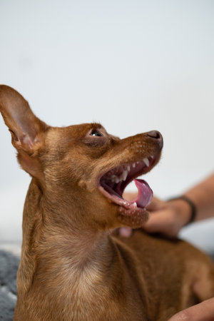 portrait of small brown dog with open mouth. petsの写真素材