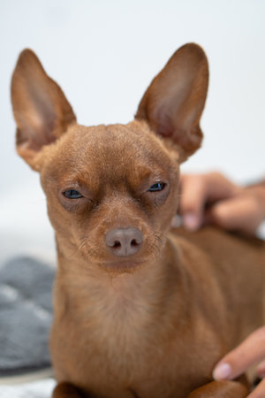 small brown dog in bed sleepy and wanting to sleep.の写真素材