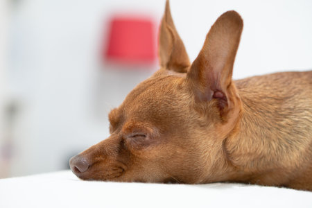 small brown dog in bed sleeping. petsの写真素材