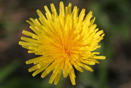 Dandelion