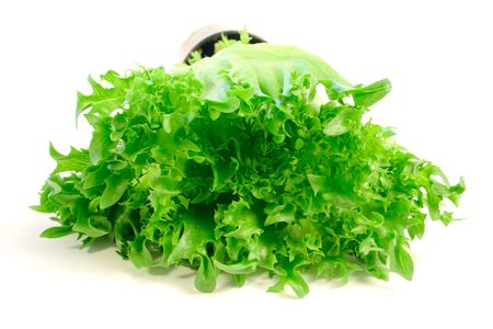 Lettuce on white backgroundの写真素材