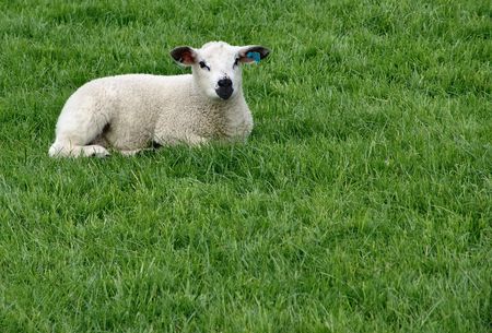 Lamb in green pastureの写真素材
