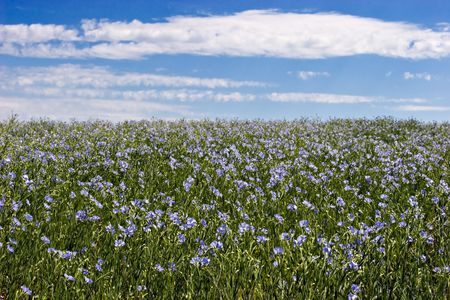 Blue sky and blue flax fieldの写真素材