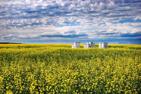 Bee hives in a canola field. The black spots in the picture are bees, not dust!の写真素材