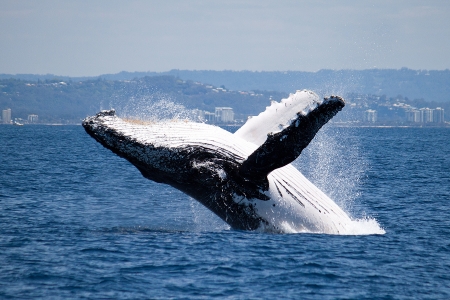 Humpback whale breaching off Australia coastの写真素材