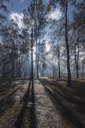 Sun shining through early morning mist in a forestの写真素材
