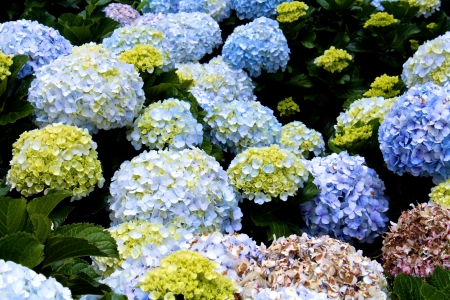 hydrangeas flowersの写真素材