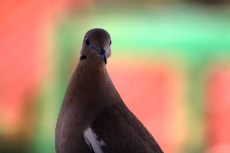 pigeon birdの写真素材