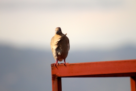 pigeon birdの写真素材