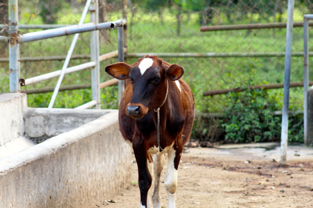 little cowの写真素材