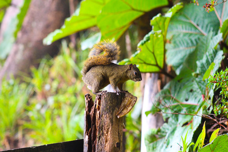 chipmunk on a trunkの写真素材