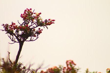 wild bushの写真素材