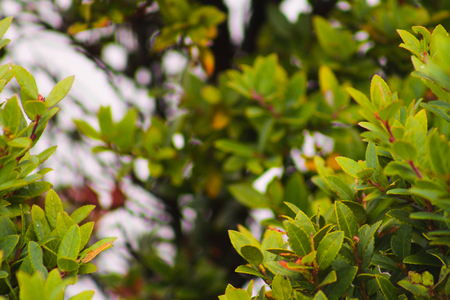 wild plantsの写真素材