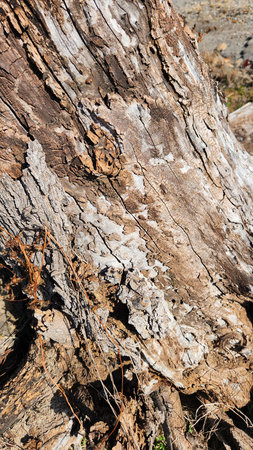A charred, weathered log protrudes from parched grass, illuminated by sunlight. The rugged texture...