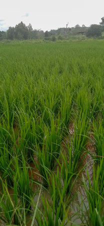 Vibrant green rice paddies stretch across a flooded field, reflecting a cloudy sky. A peaceful rural landscape with distant trees and a simple shelter suggests farming life and cultivation in a fertile countryside setting.の写真素材