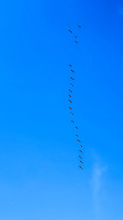 A striking image of a single-file line of birds in formation gliding through a bright blue sky. Evokes freedom, movement, travel, and the beauty of nature and coordinated flight.の写真素材