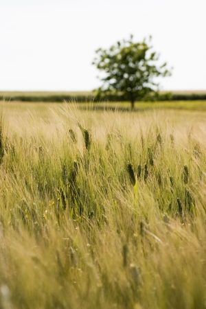 A wheat field with a blurred tree in the backgroundの写真素材