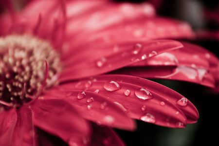 Red daisy macro with water droplets on the petalsの写真素材