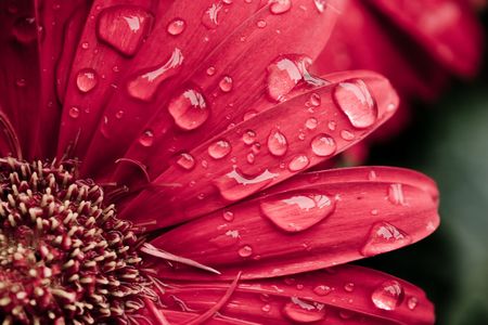 Red daisy macro with water droplets on the petalsの写真素材