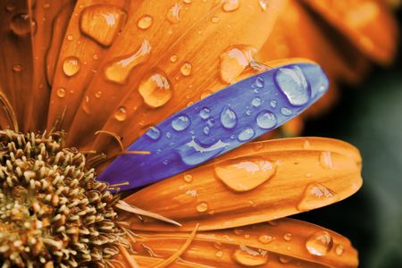 Yellow and blue daisy macro with water droplets on the petalsの写真素材