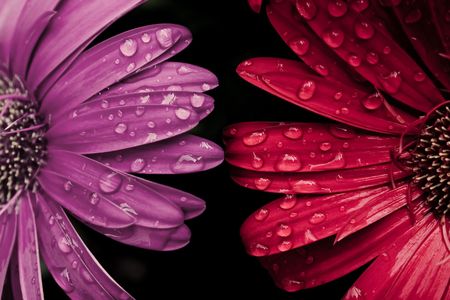 Red daisy macro with water droplets on the petalsの写真素材