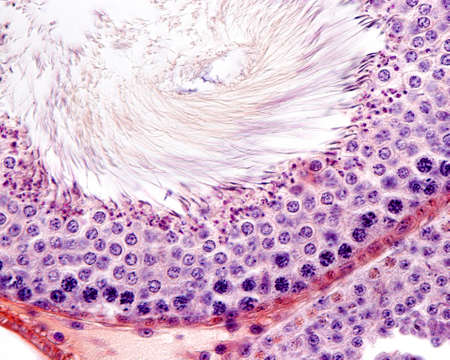 Epithelial lining of a seminiferous tubule of rat testis. On the lumen tubule, sperm tails are...