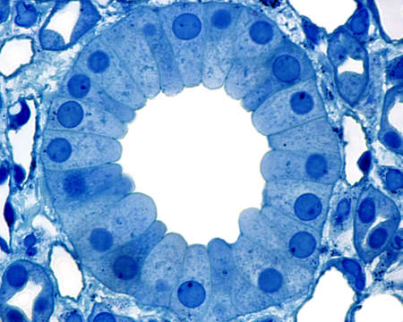 Cross section of a collecting duct, located in the medullary region of the kidney. It is lined by a...