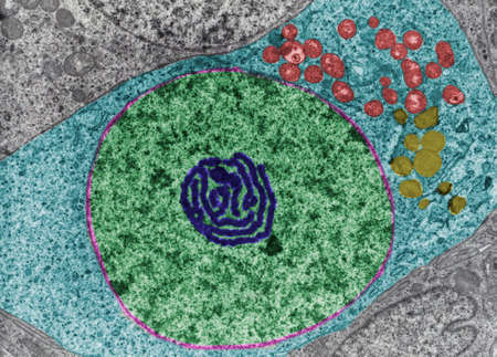 False colour transmission electron microscope (TEM) micrograph of an oogonium showing the nucleus (green), the nuclear envelope (pink) and an atypical nucleolus (dark blue). In the cytoplasm (light blue), there are mitochondria (red) and lipid droplets (yellow).の写真素材