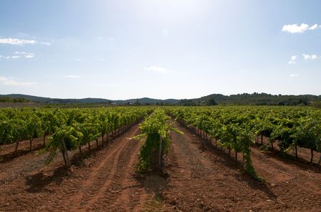 field of culture of the grapevineの写真素材