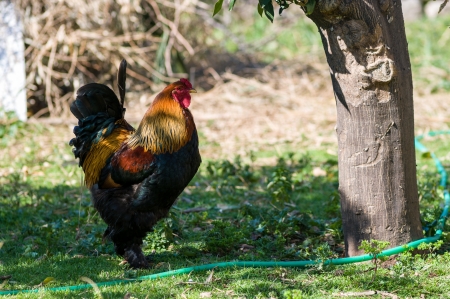 Gallus gallus domesticusの写真素材
