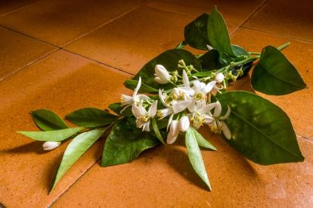 Orange blossom branch6の写真素材